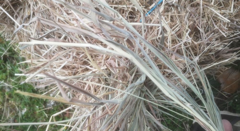 Fardos de feno excelente qualidade