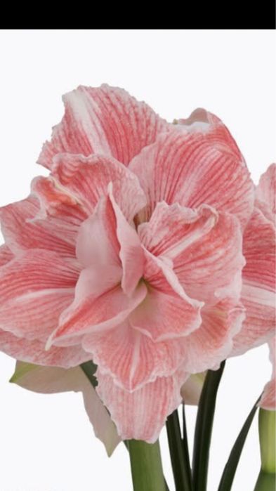 Амариллис гипеаструм,  комнатное растение, лилия, цветок