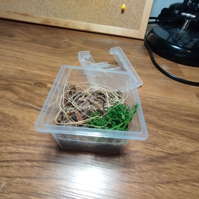 Pudełko na ptaszniki 4x5x5