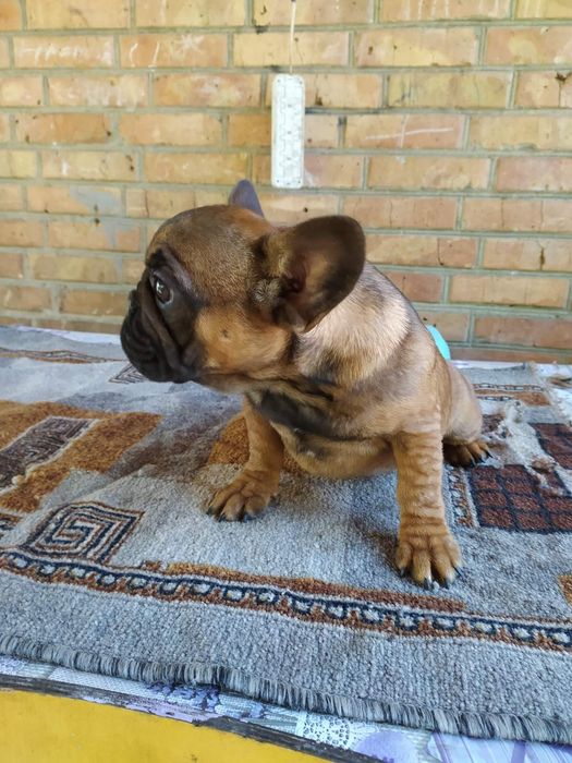 Продажа Французов