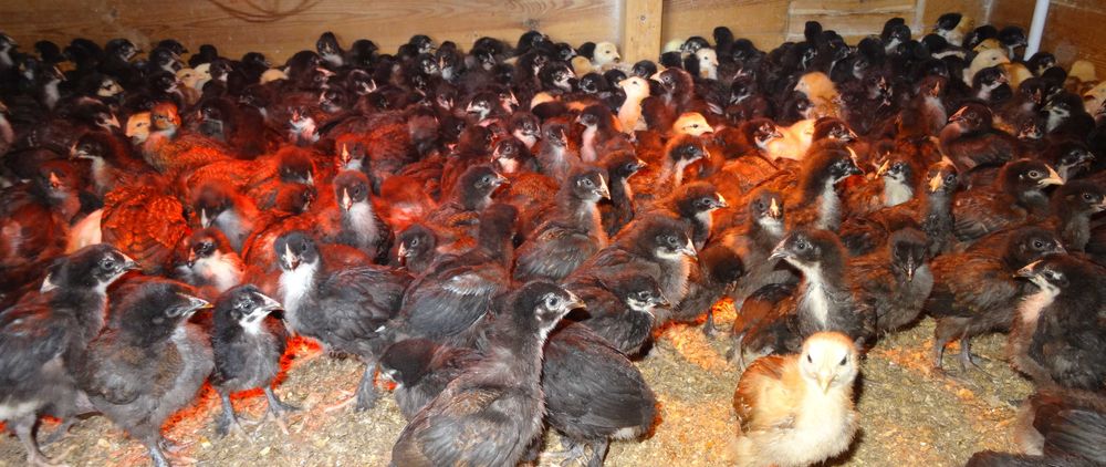 Jajka lęgowe maransy