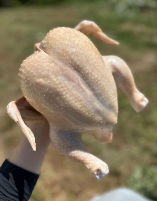 Домашні бройлери