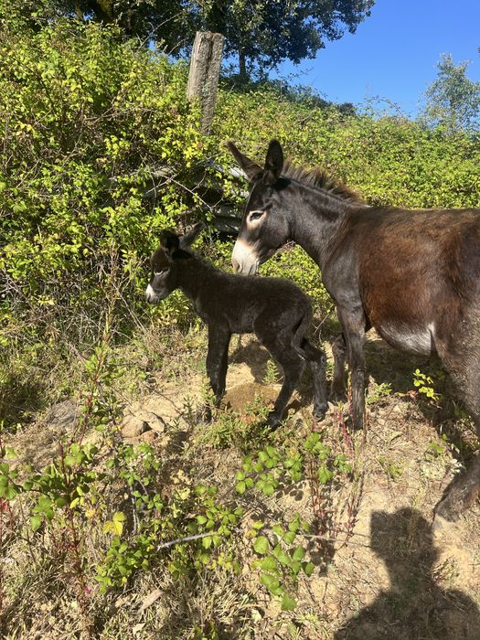 Burrinha parida pequena cerca de 1,15m