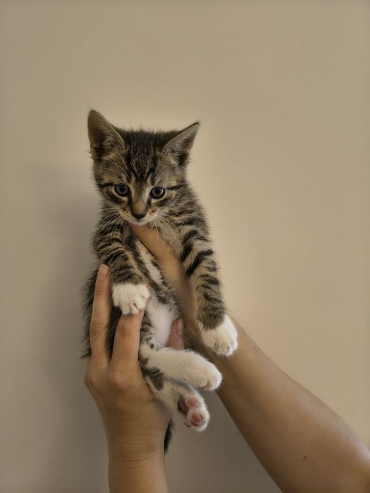 Mały Dyzio do adopcji