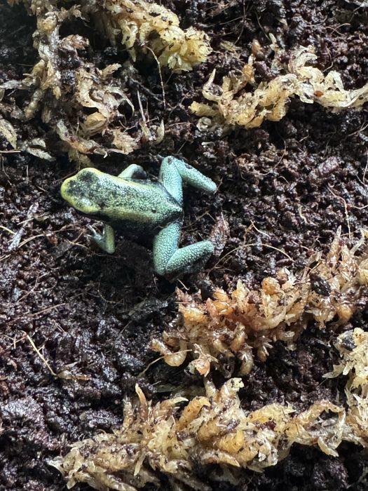 Phyllobates terribilis mint, Liściołaz