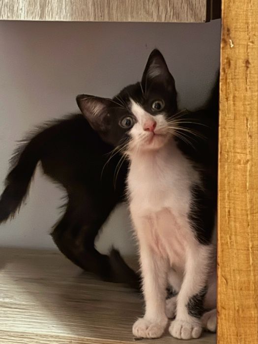 Gatinhos Bebés (2 Meses) para Adoção Responsável – Paredes