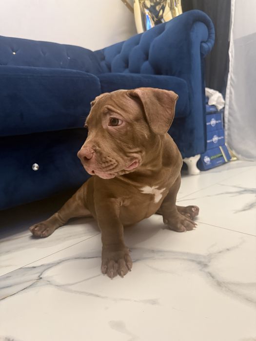 American bully.Pocket/Standard.Piesek.Po mocnych rodzicach