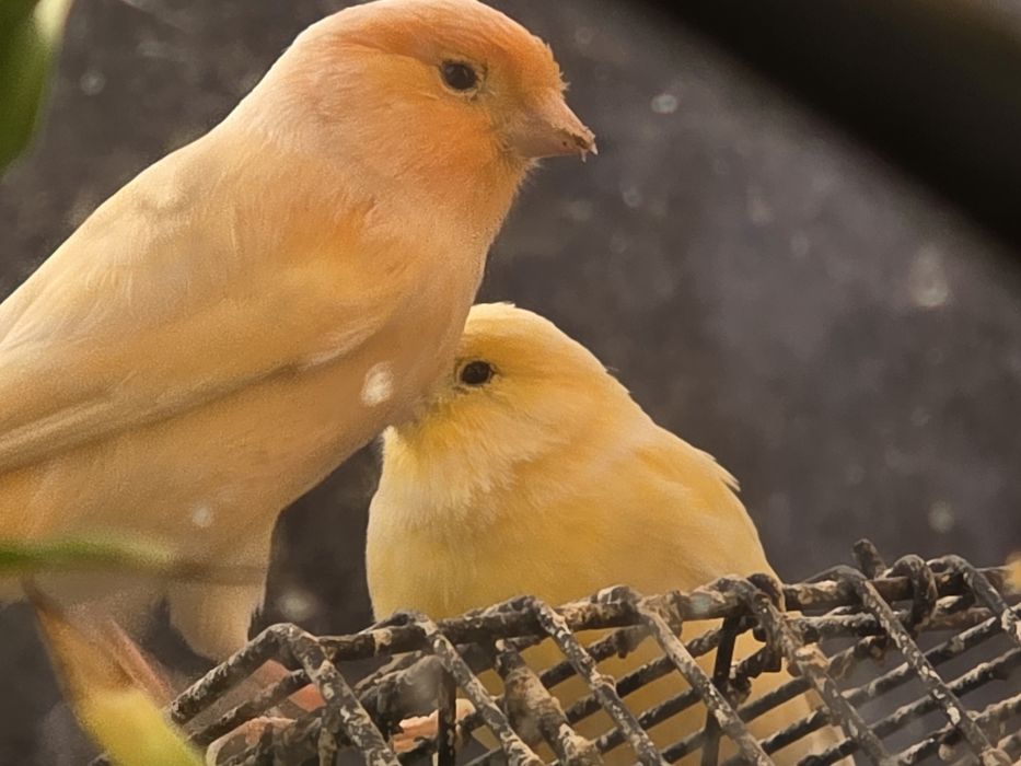 Canários amarelo Laranja