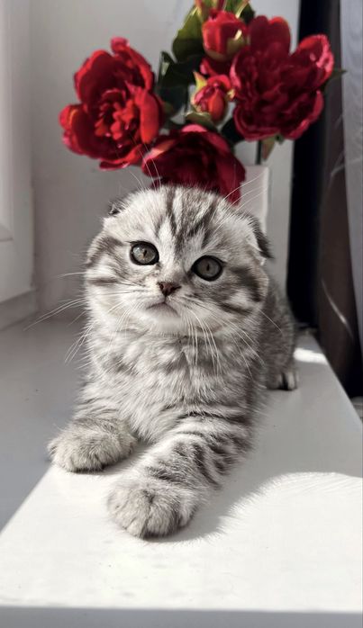 Висловухий хлопчик, котинята, кошенята