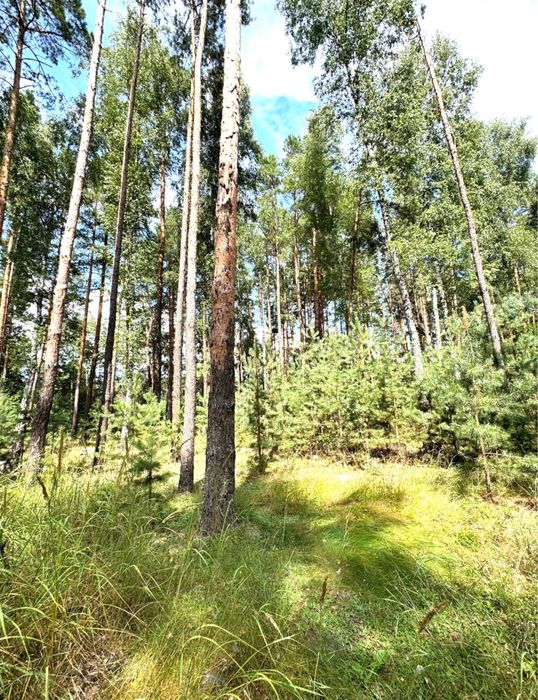 Земельна ділянка влісі близ Київа