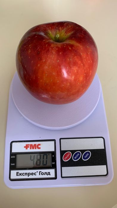 Обрізка фруктових і ягідних дерев