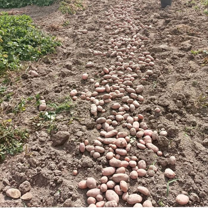 Batata nova vermelha/branca