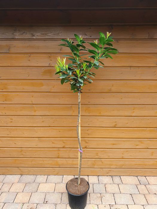 Laurowiśnia Etna, Sofia szczepiona na pniu, krzewy ozdobne