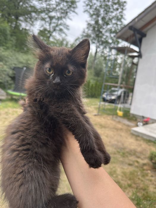 Відам котенятка котики маленькі