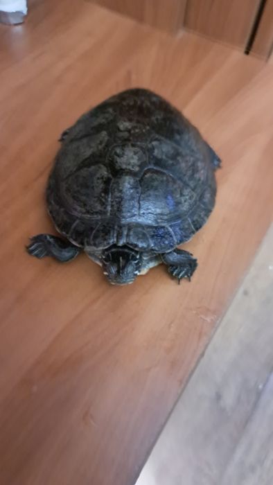 Żółwik żółw chiński