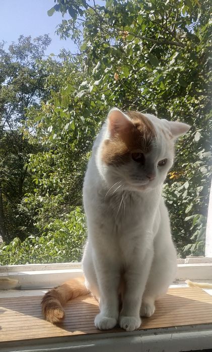 Скоттиш-страйт плаче без кішки,