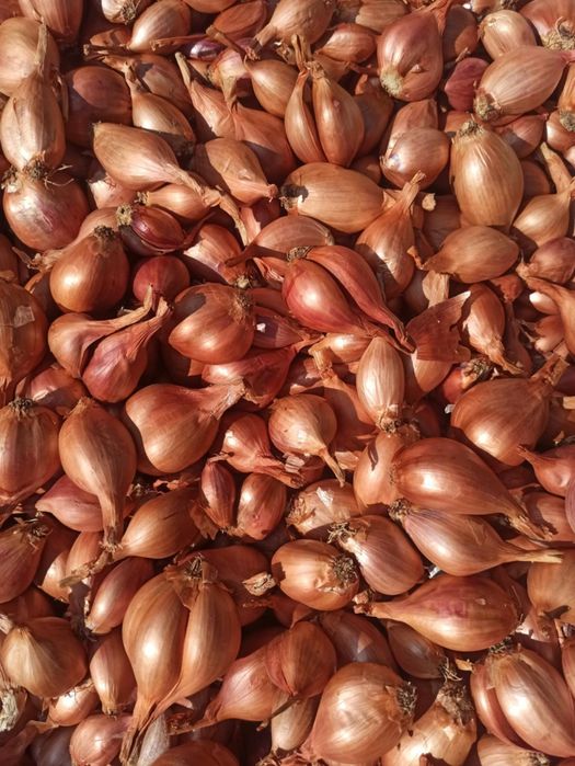 Кущівка цибулька