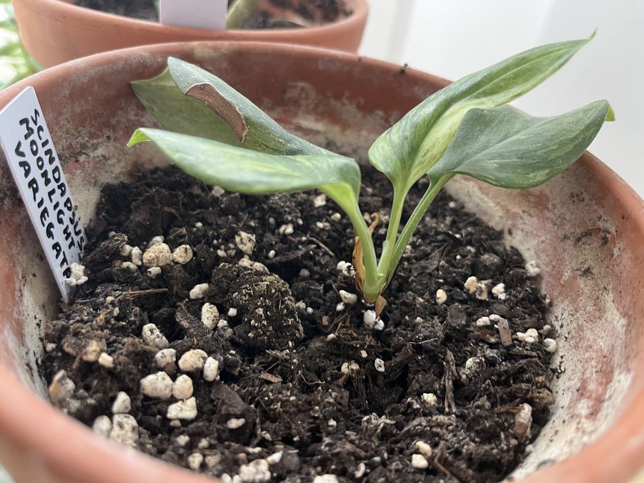 Scinadapsus moonlight vaiergata