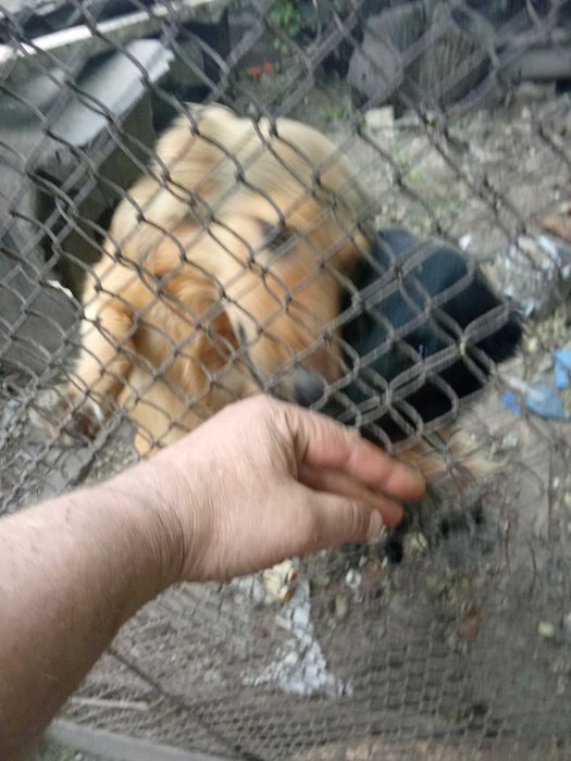 Отдам бесплатно суку 2года и  щенка 7 месяцев.