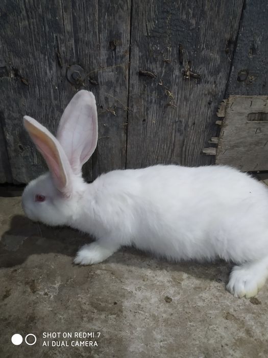 Кролики  " Бельгійський велетень" (Фландр).)