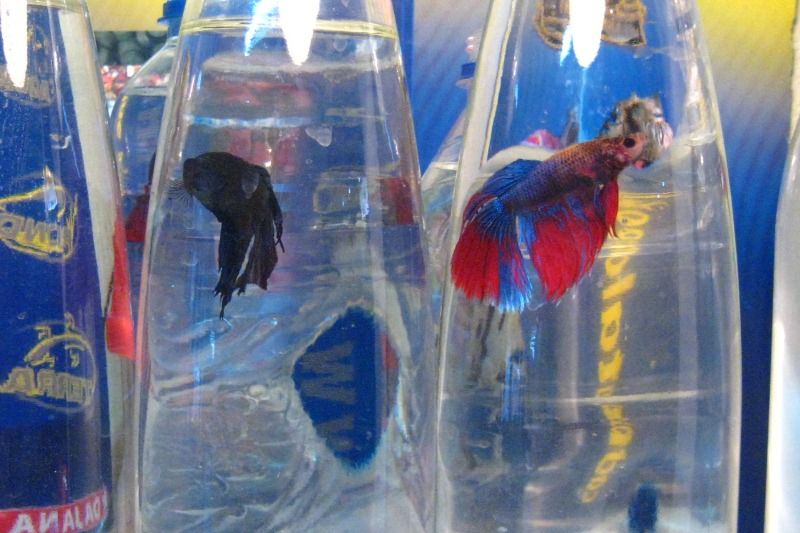 Аквариумные рыбки и аквариумные растения