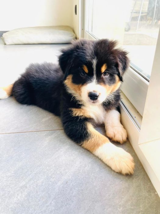 Pastor australiano com LOP