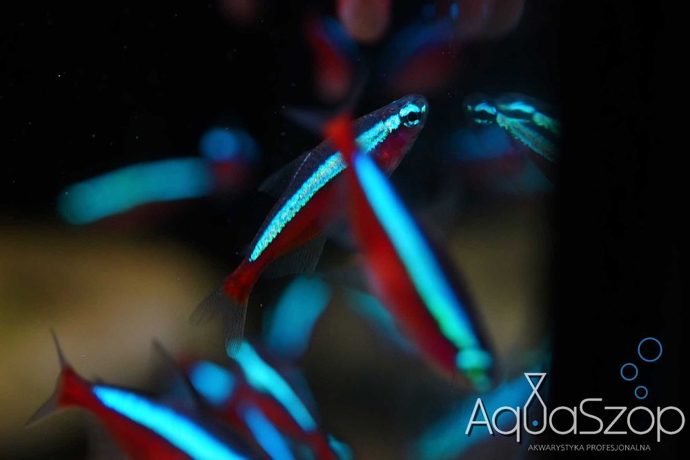 Neon czerwony ( Paracheirodon axelrodi ) - AquaSzop