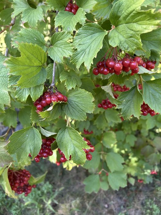 Продам будинок в с Максимовка