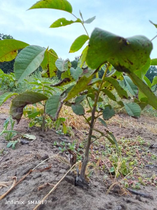 Sadzonki Orzecha Włoskiego