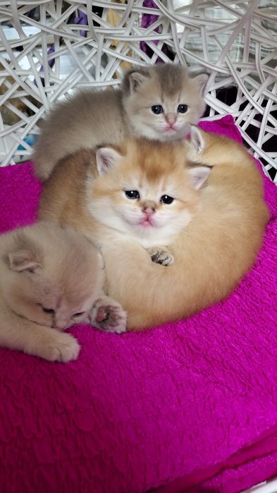 Ручные малыши, котятки золотая шиншилла