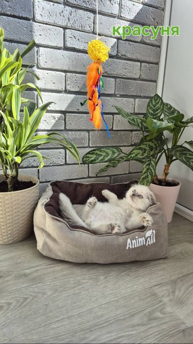 Продаю шотландских котят