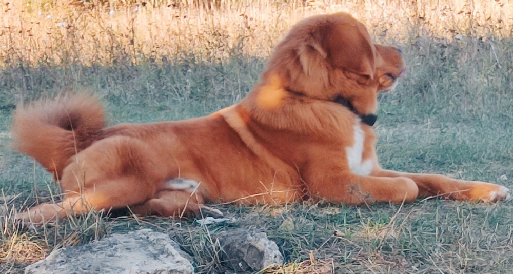 В'язка Тибетський Мастифа !