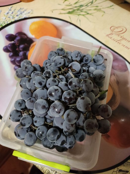 Виноград домашний