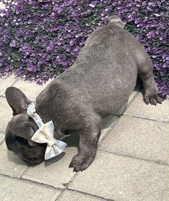 Buldog francuski