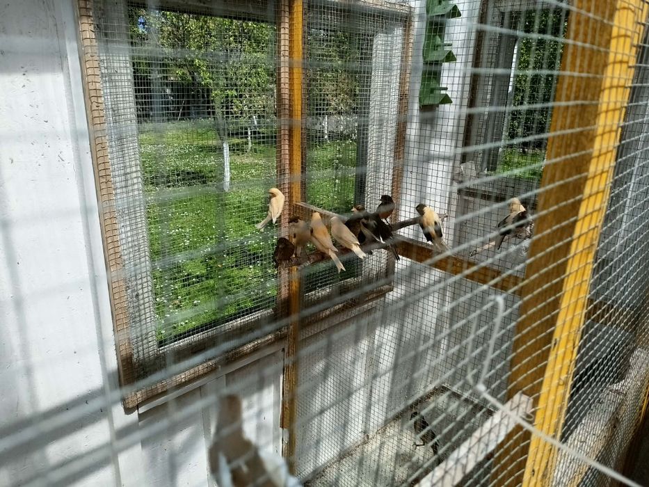 Kanarki samce z 2026