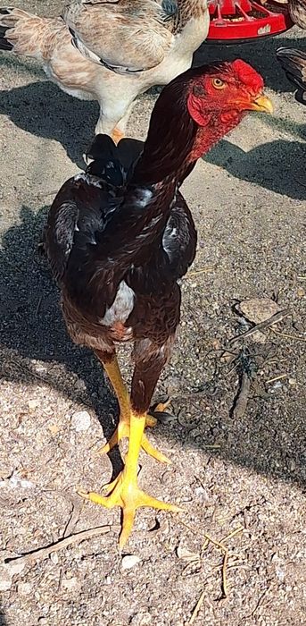Índio e Polaco Gigante Brasileiro