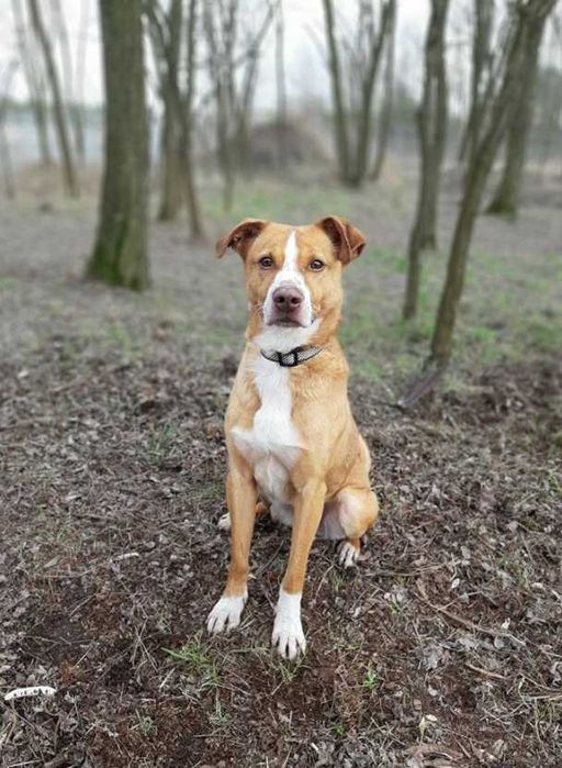 Lękliwy pies jest skazany na samotność na dożywocie...