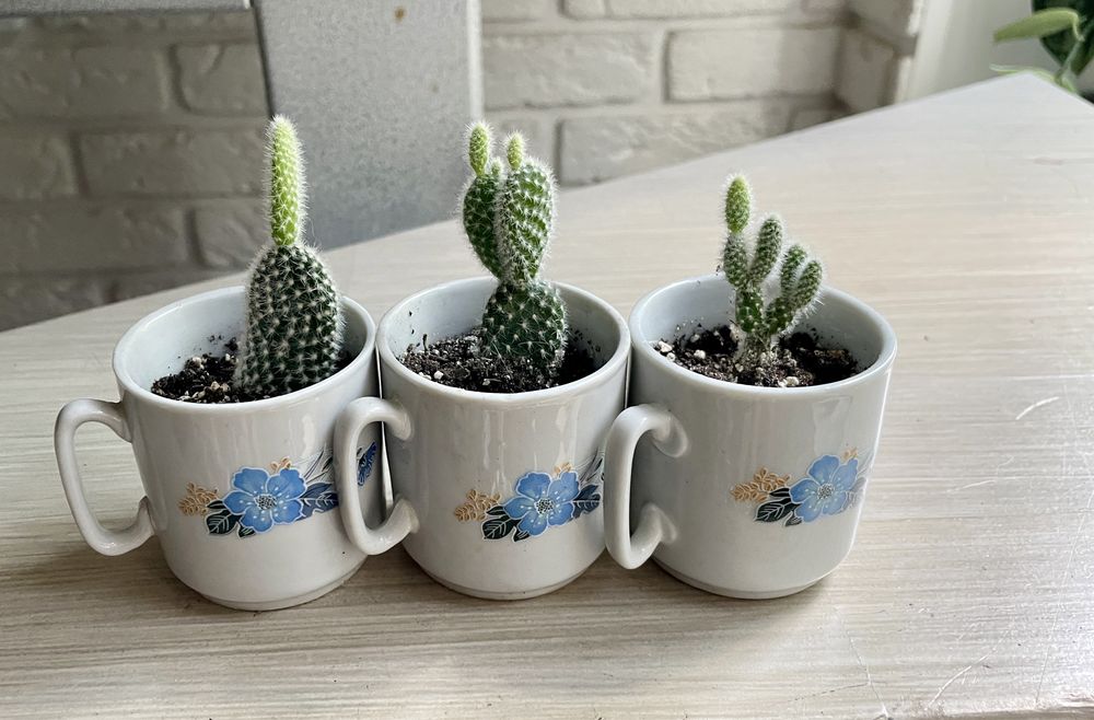 CANTUS オディエ Опунція Заячі вушка (Opuntia microdasys): 100 грн. - Комнатные