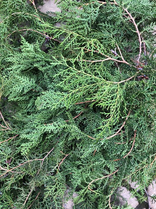 Мікси свіжої хвої.