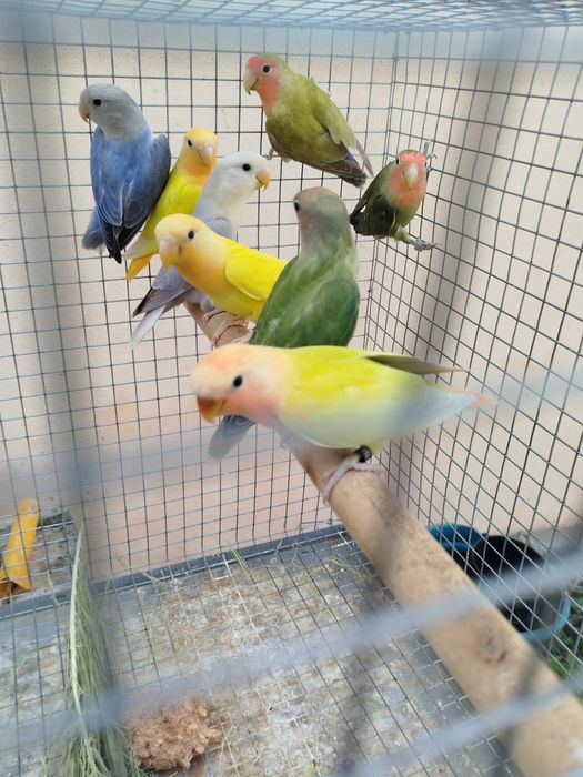 Agapornis roseicollis fêmeas