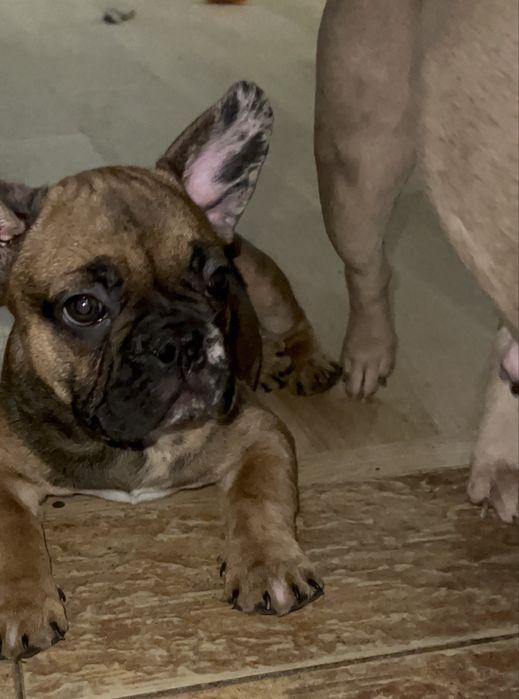 Фрацуский бульдог мерле