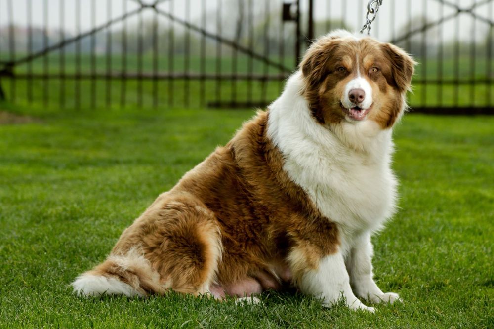 Owczarek australijski - suczka Black Tri