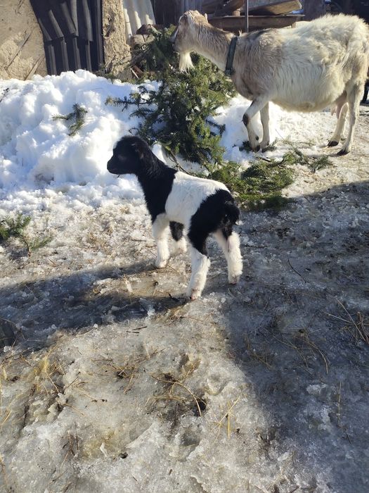 Козенята  альпійські та  ламанча