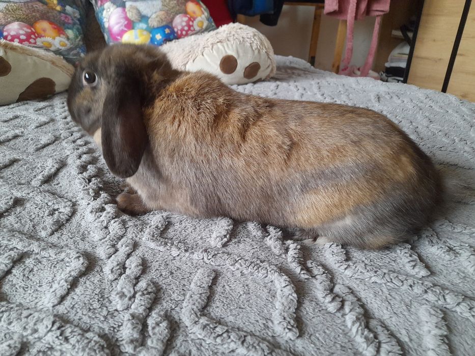 Króliki mini lop