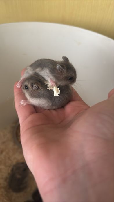 Хом’ячоки Джунгарки