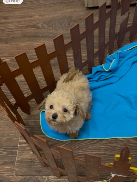 Той пудель Хлопчик