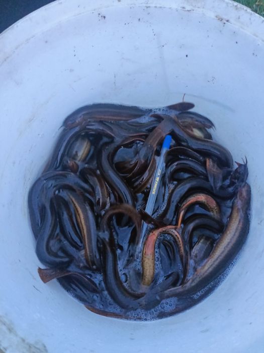 Вюн, мальок, зарибок