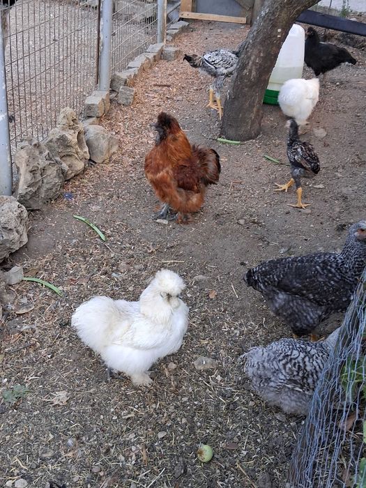 Macho sedosa do Japão