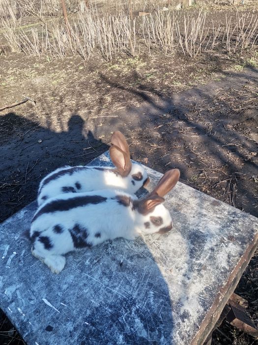 Кролі кролики строкач