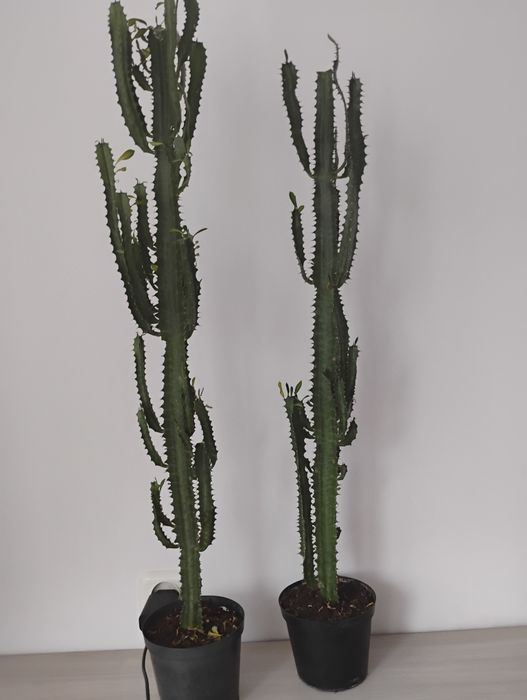 Kaktusy wilczomlecz ODBIÓR OSOBISTY LUBLIN Kontakt TEL